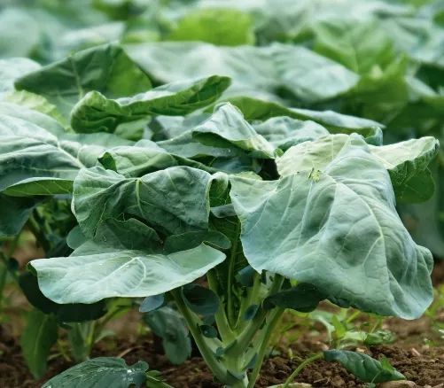 Kohl